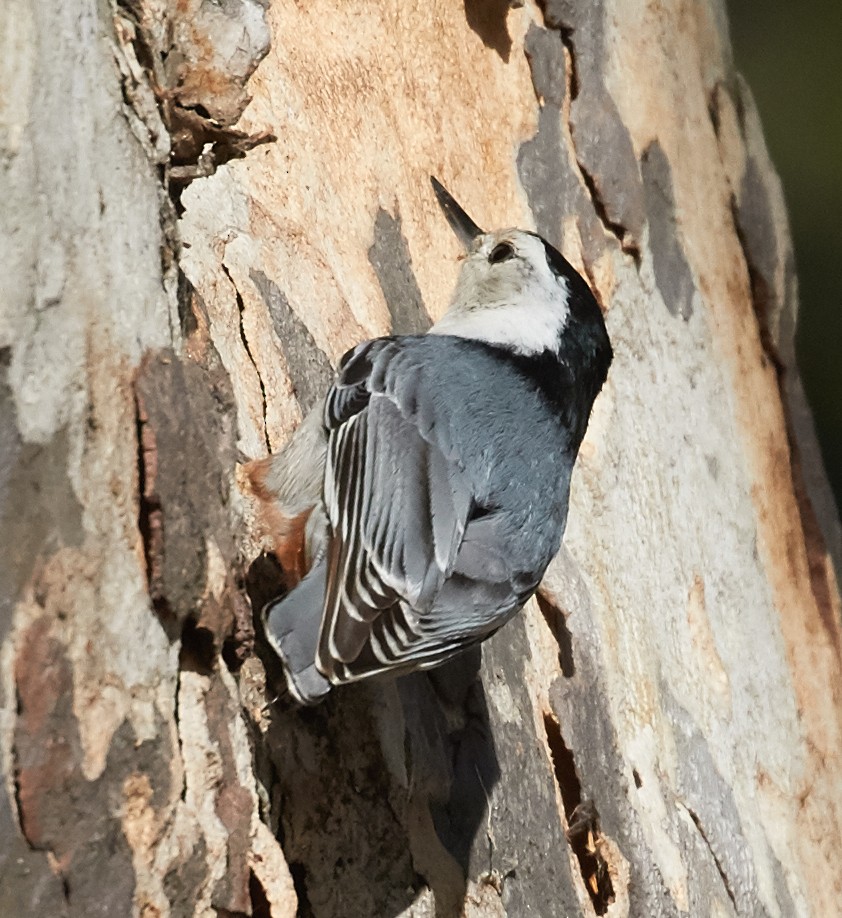 White-breasted Nuthatch - ML39712601