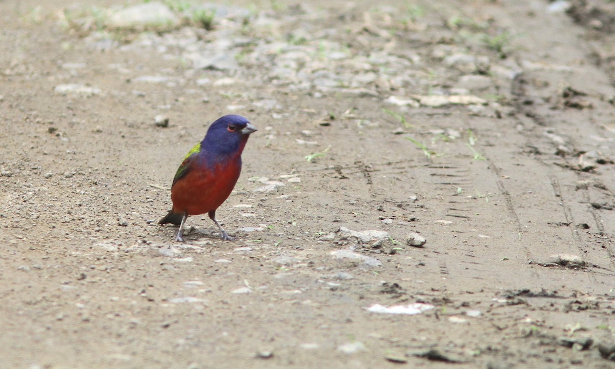 Painted Bunting - Sean Fitzgerald
