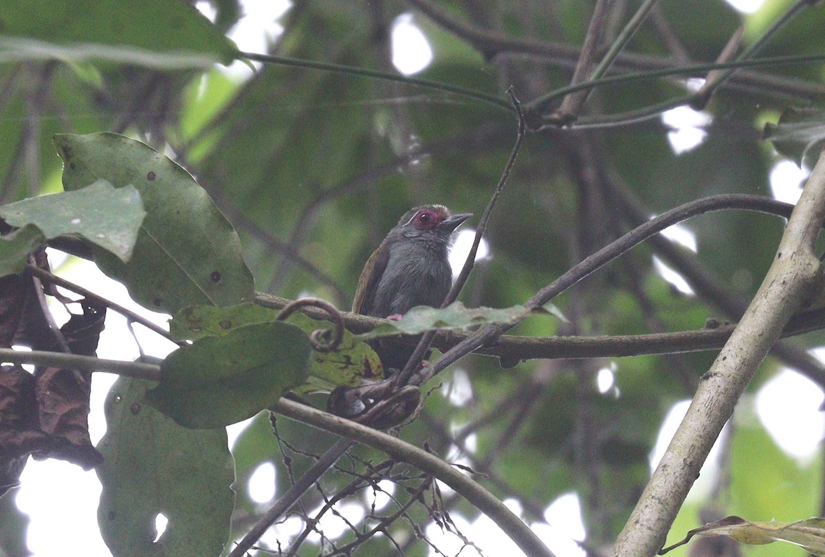 African Piculet - ML397129321