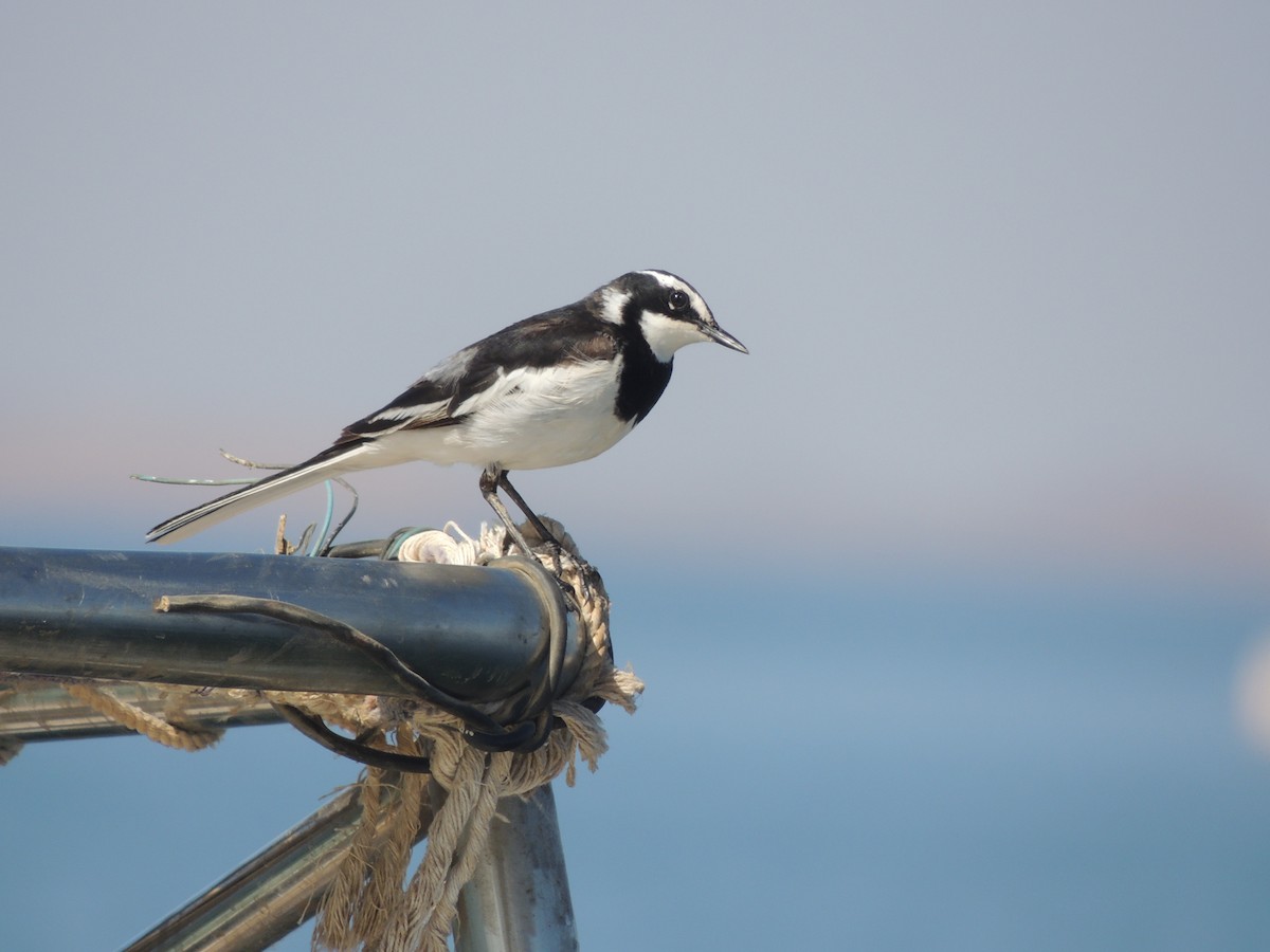 African Pied Wagtail - ML397129991