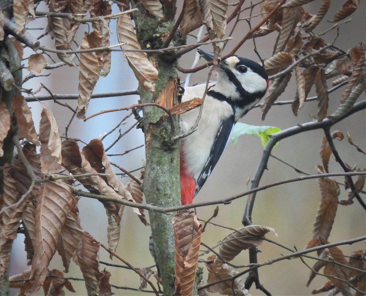 Great Spotted Woodpecker - ML397132841