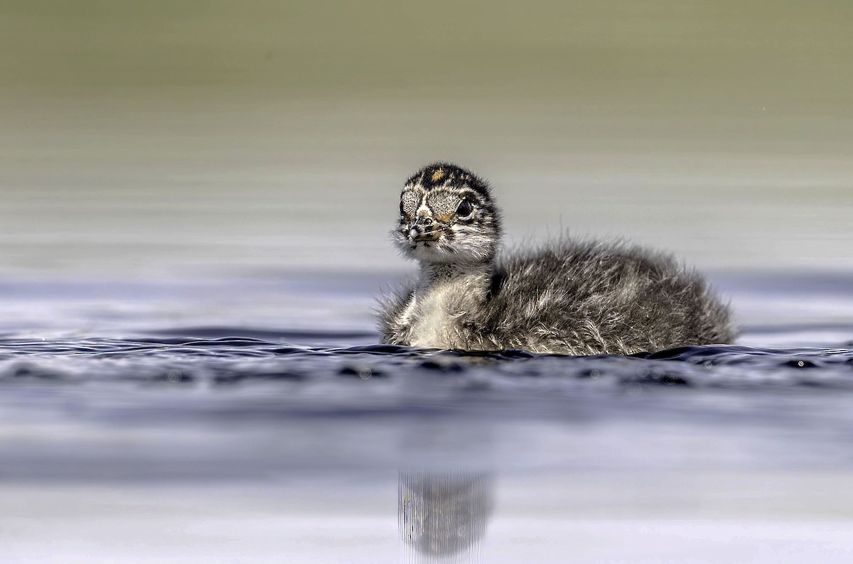 Eared Grebe - ML397134031