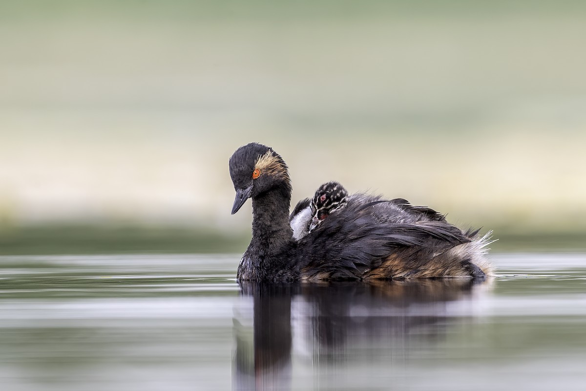 Eared Grebe - ML397134071