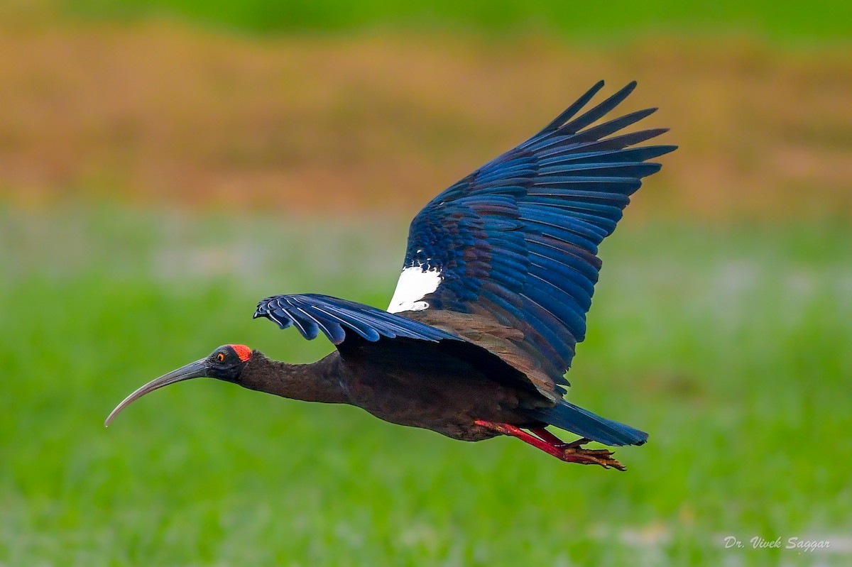 ibis bradavičnatý - ML397136121