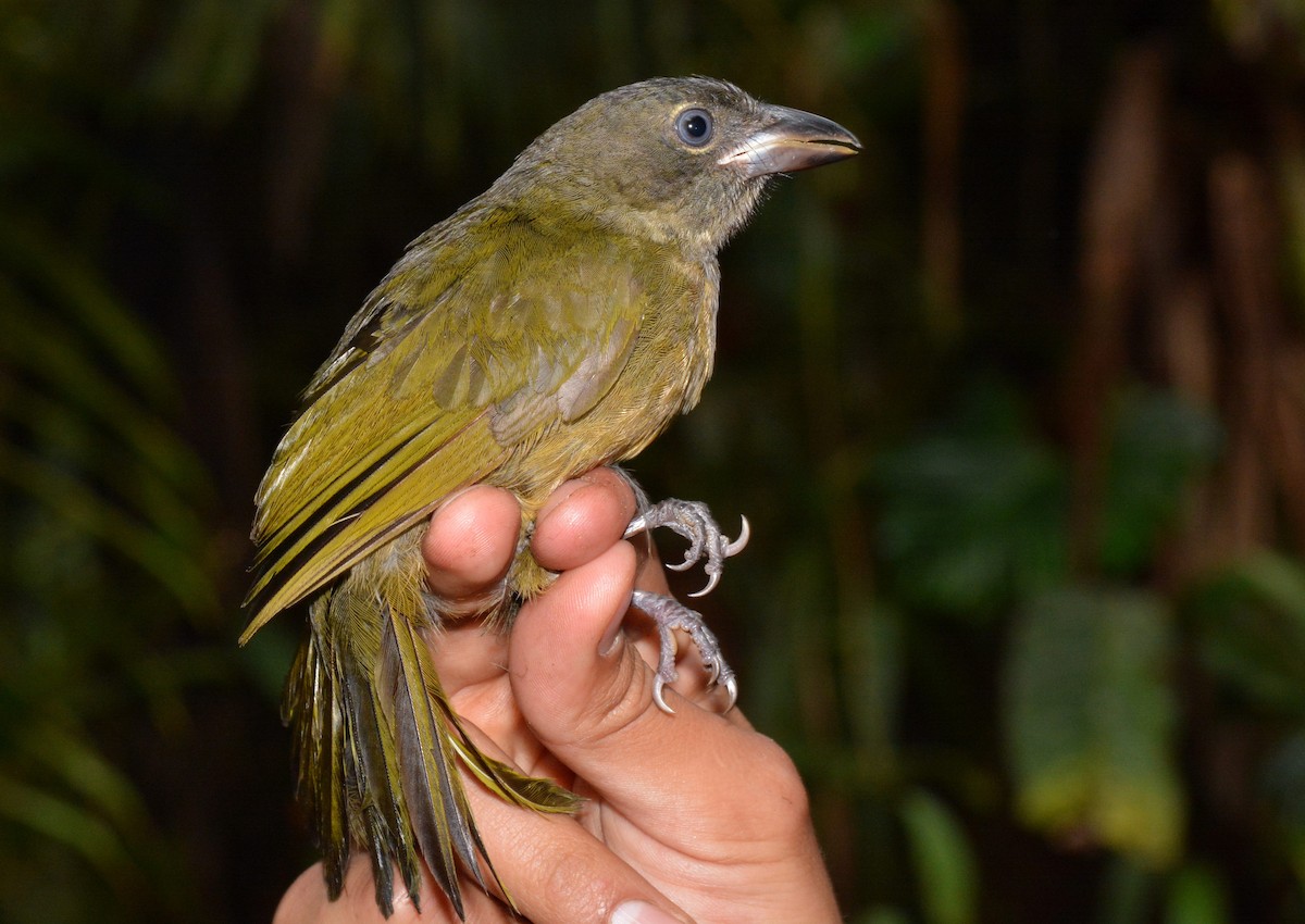 Ochre-breasted Tanager - ML397137421