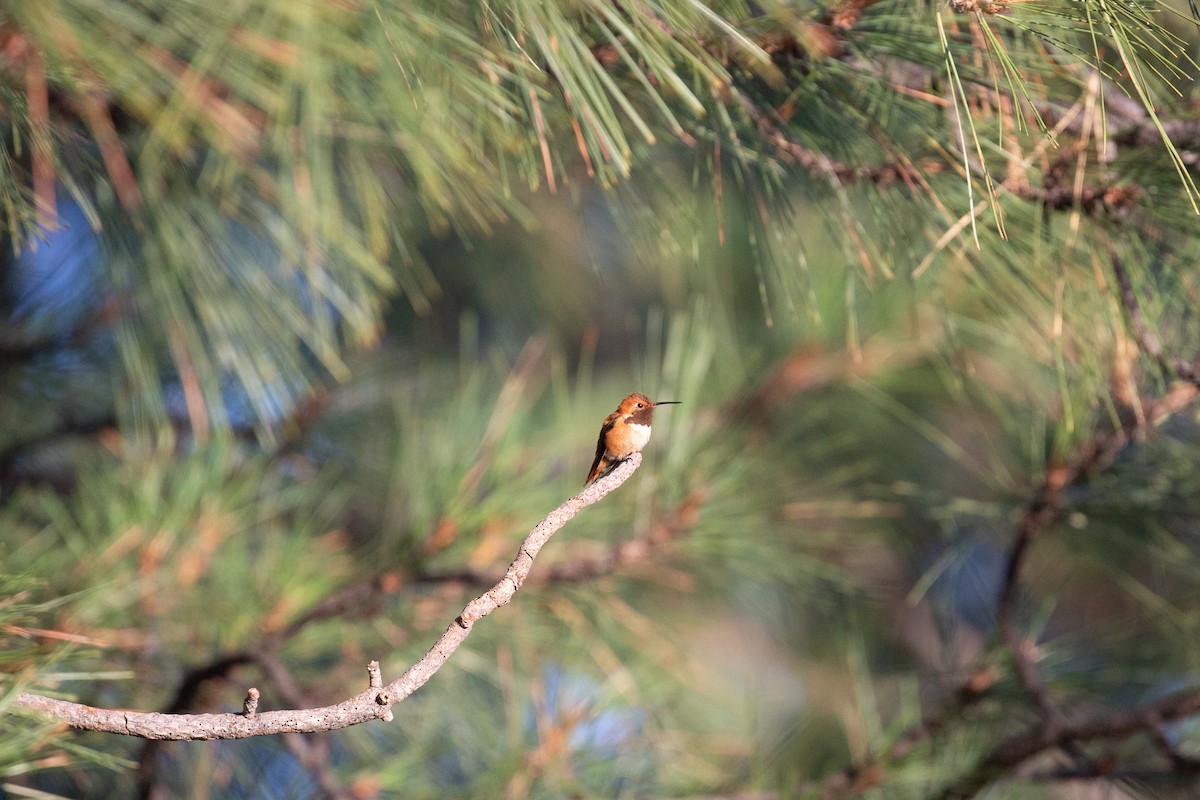 Rufous Hummingbird - ML397138681