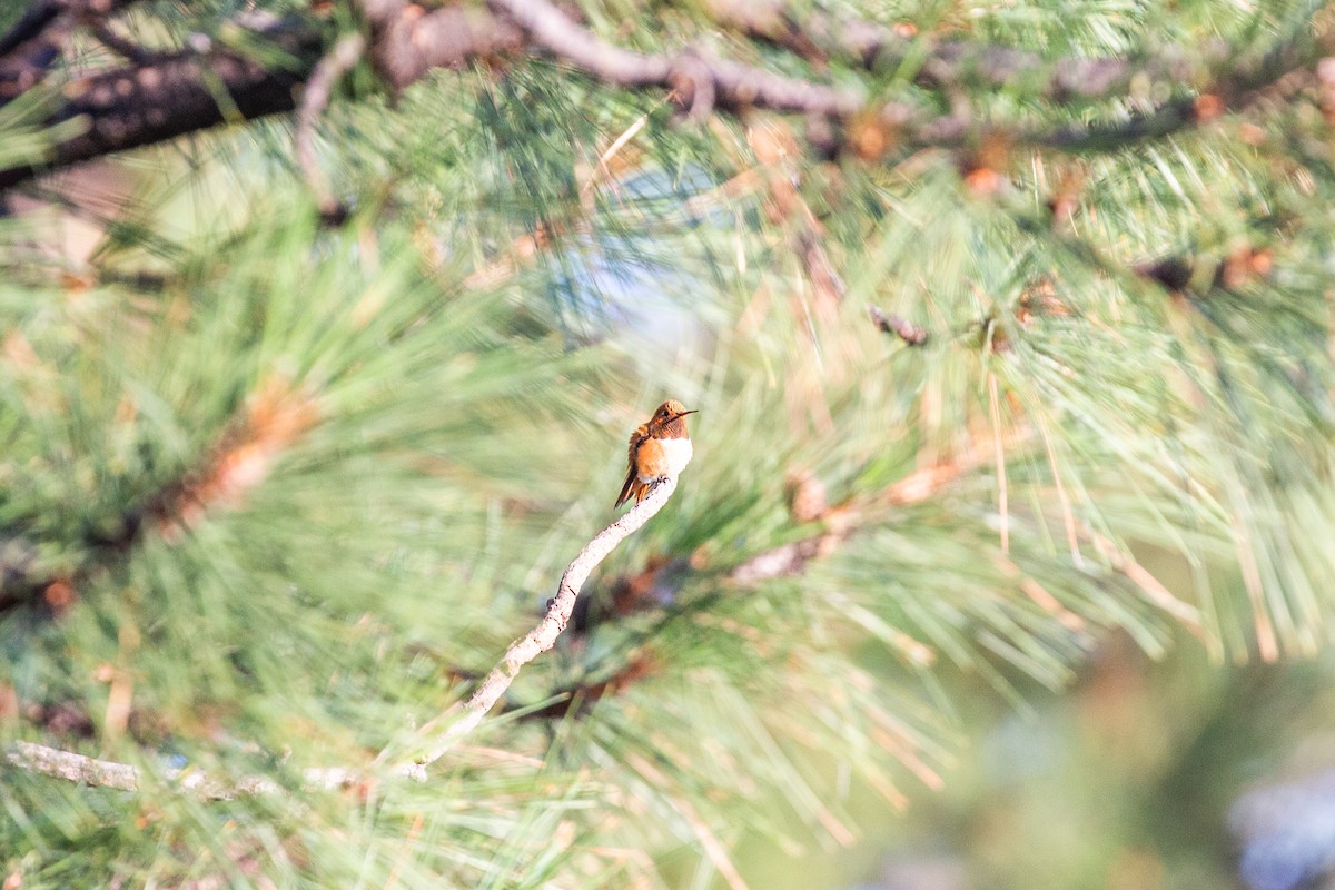 Rufous Hummingbird - ML397138701