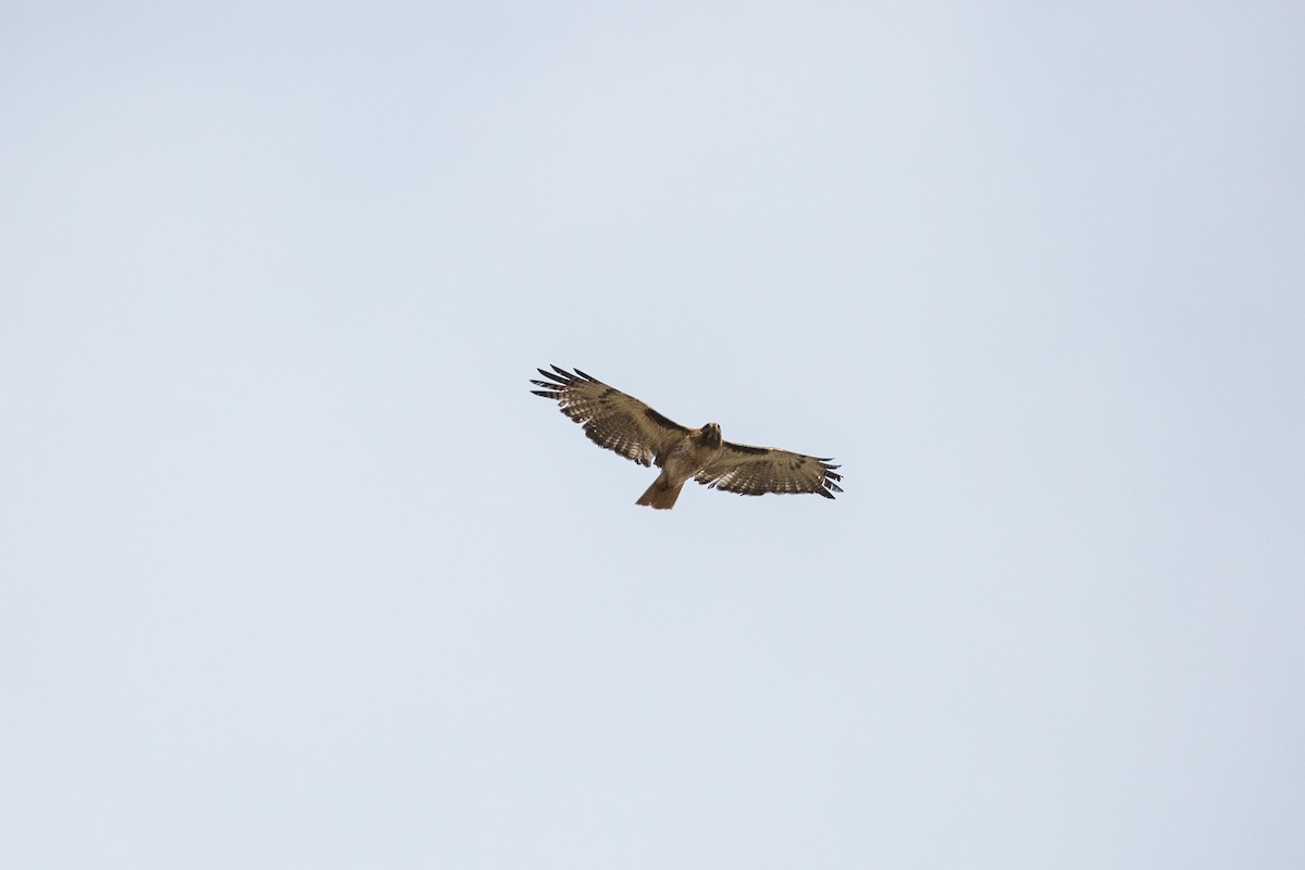 Red-tailed Hawk - ML397138861