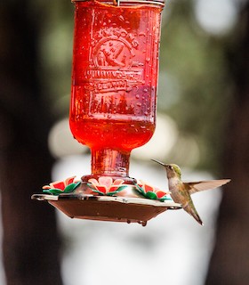 Rufous Hummingbird, ML397138881