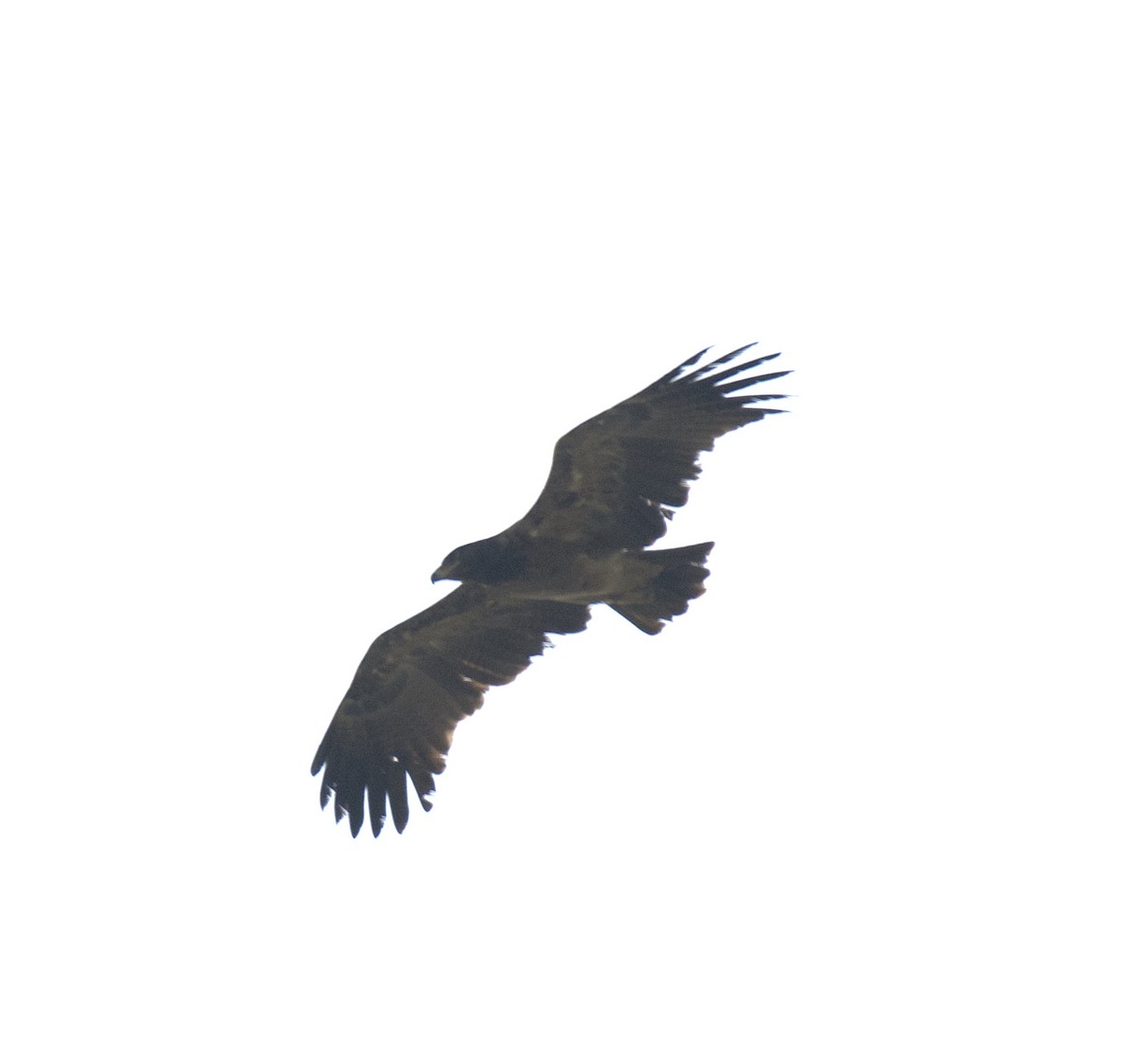 Tawny Eagle - ML397142281