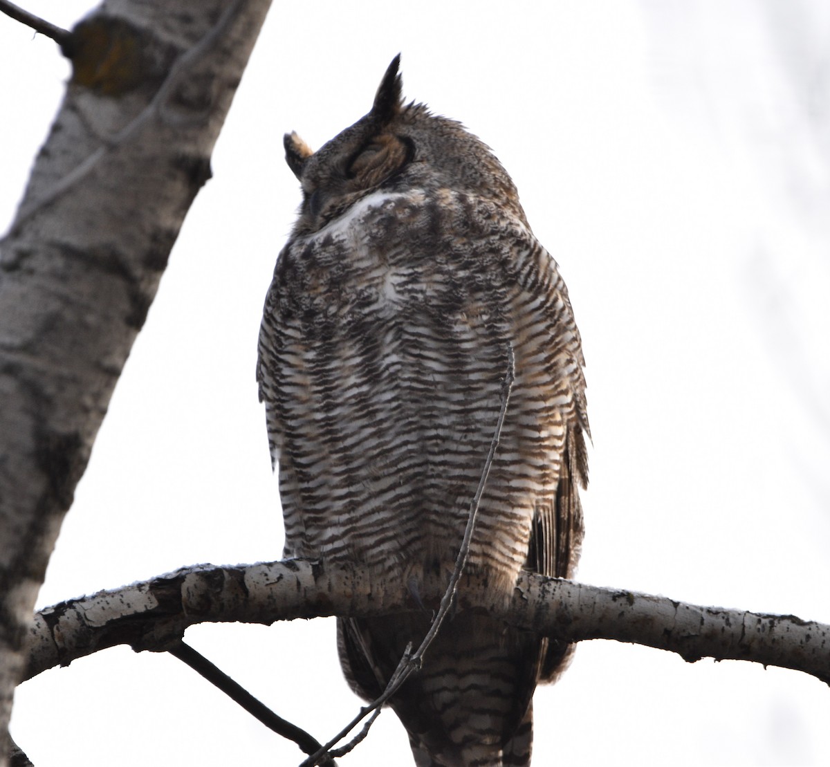 Great Horned Owl - Peter Olsoy