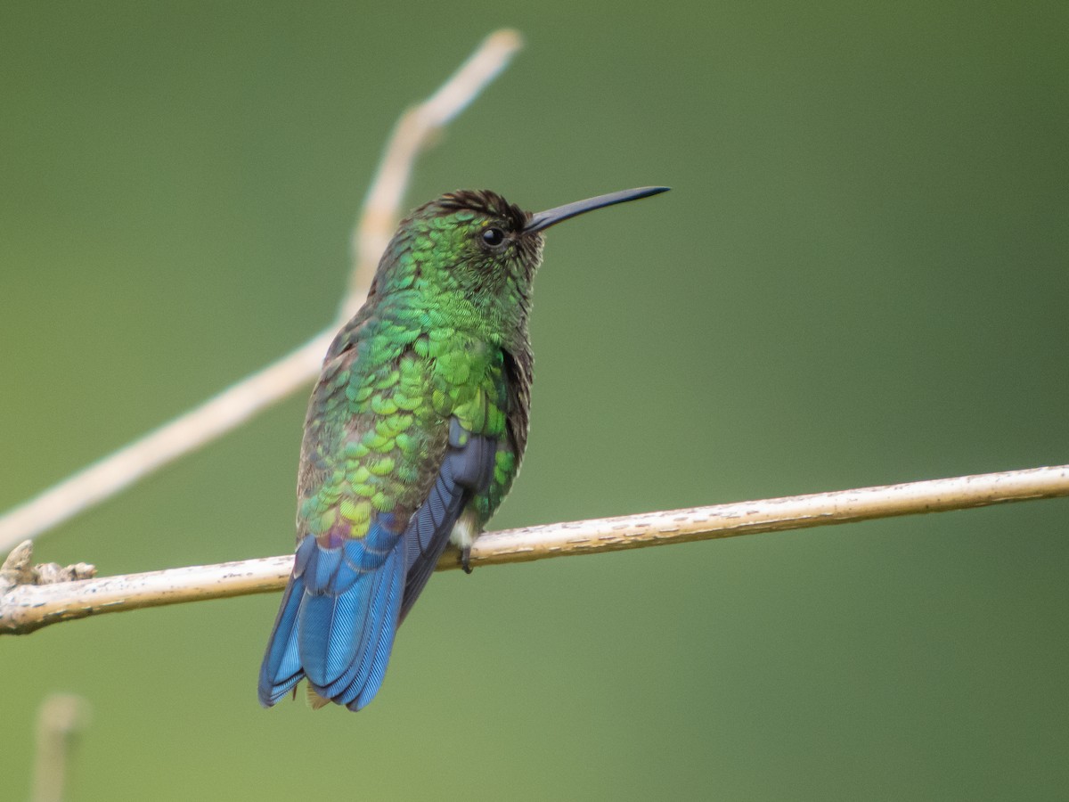Steely-vented Hummingbird - Martin  Flack