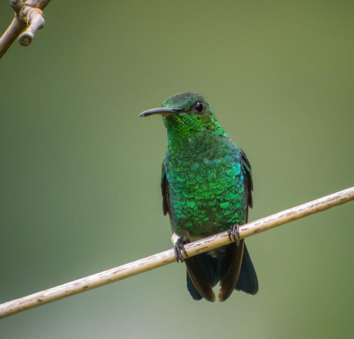 Steely-vented Hummingbird - Martin  Flack
