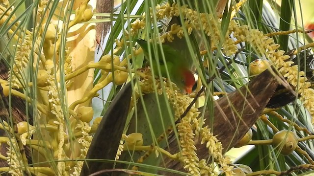 Sri Lanka Hanging-Parrot - ML397147811
