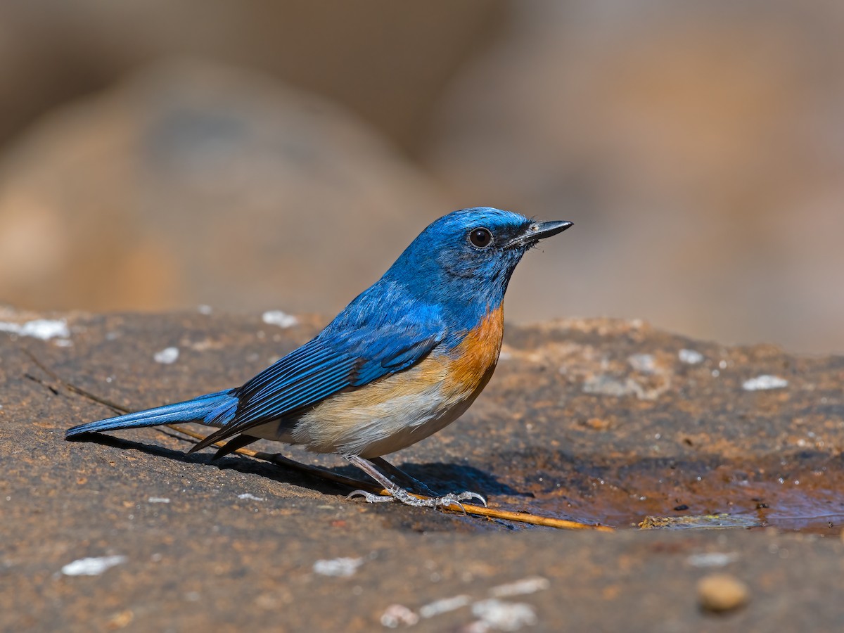 Blue-throated Flycatcher - Ritesh Dighe