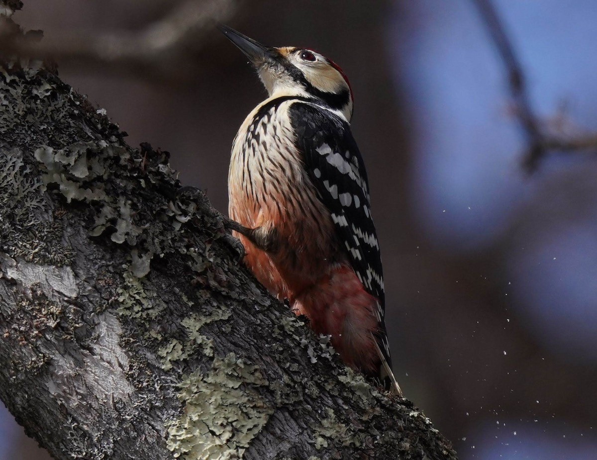 White-backed Woodpecker - Anonymous