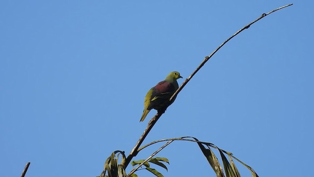 Sri Lanka Green-Pigeon - ML397155551