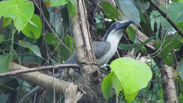 Sri Lanka Gray Hornbill - ML397156411
