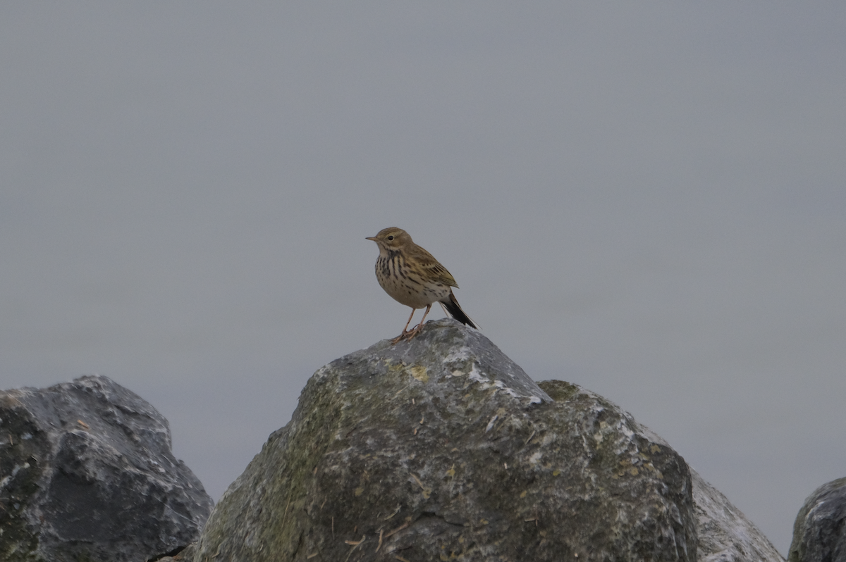 Meadow Pipit - ML397160161