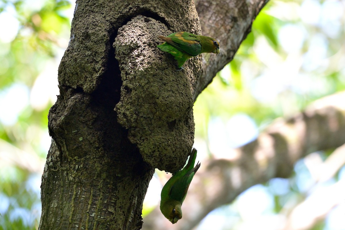 Golden-tailed Parrotlet - ML397160481