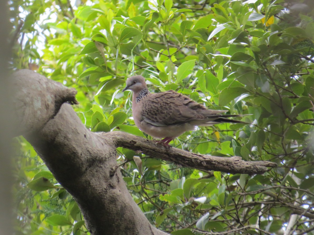 Spotted Dove - Elliot Leach