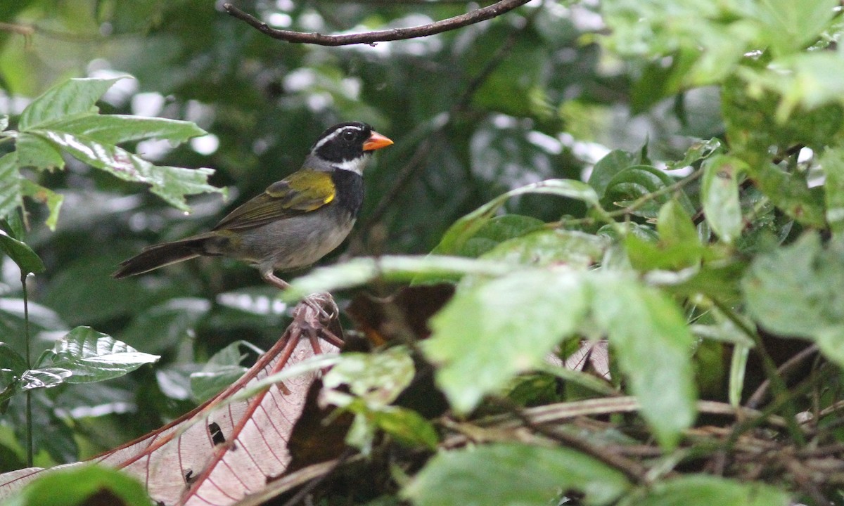 Orange-billed Sparrow - ML39716161
