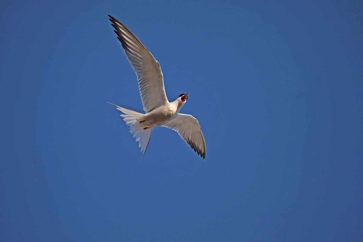 Common Tern - Ricardo Santamaria