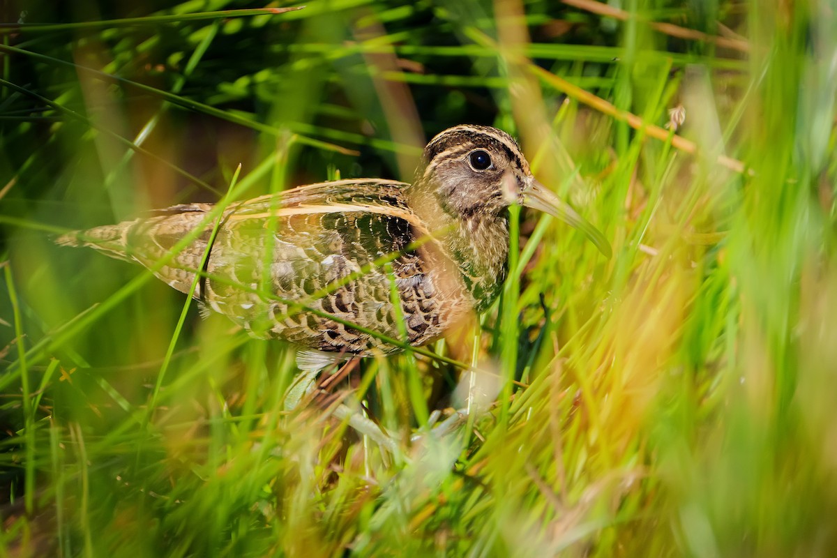 South American Painted-Snipe - ML397167221