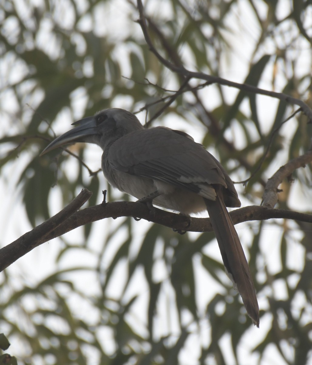 Indian Gray Hornbill - Partha Saradhi Allam