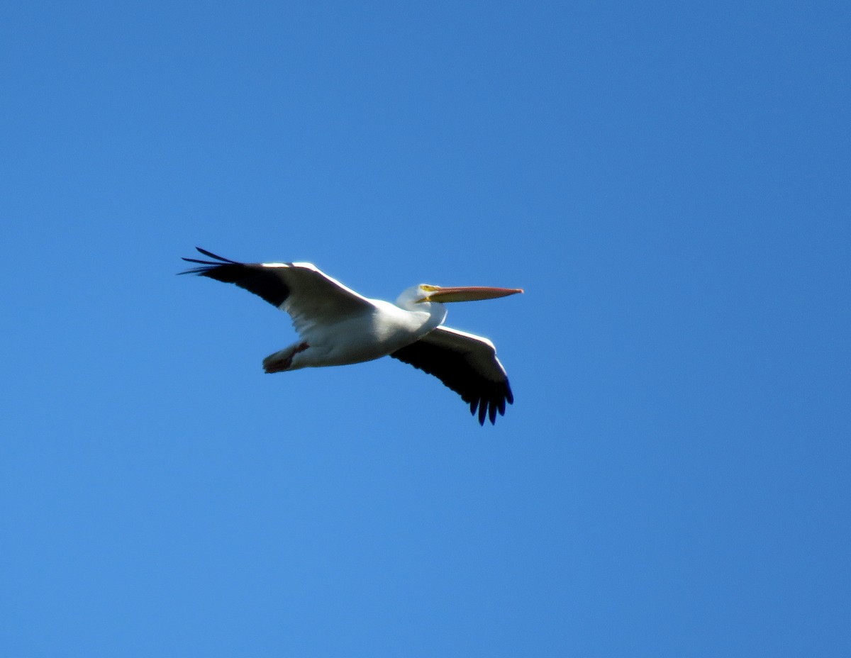 American White Pelican - ML39717601