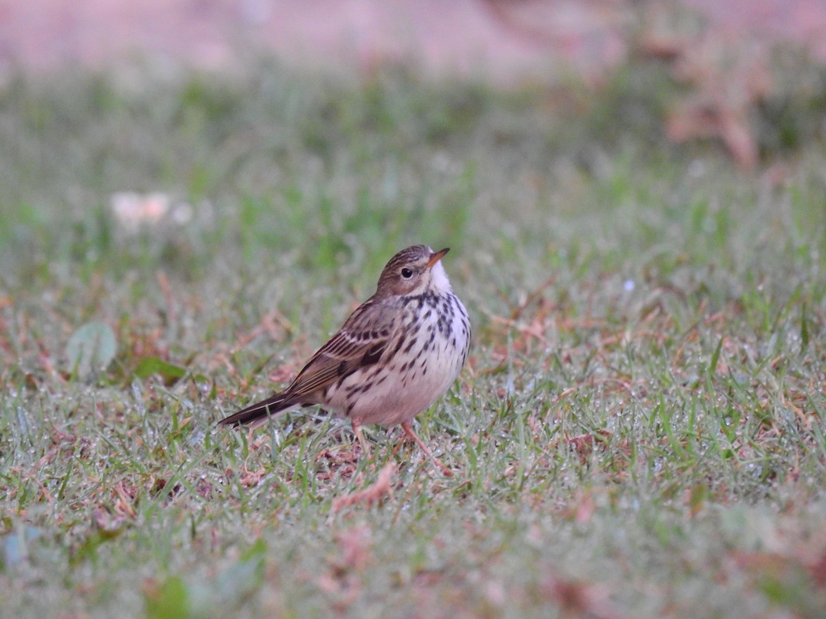 Meadow Pipit - ML397177281