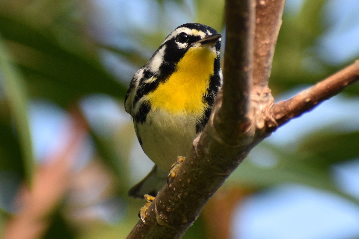 Yellow-throated Warbler - ML397178351