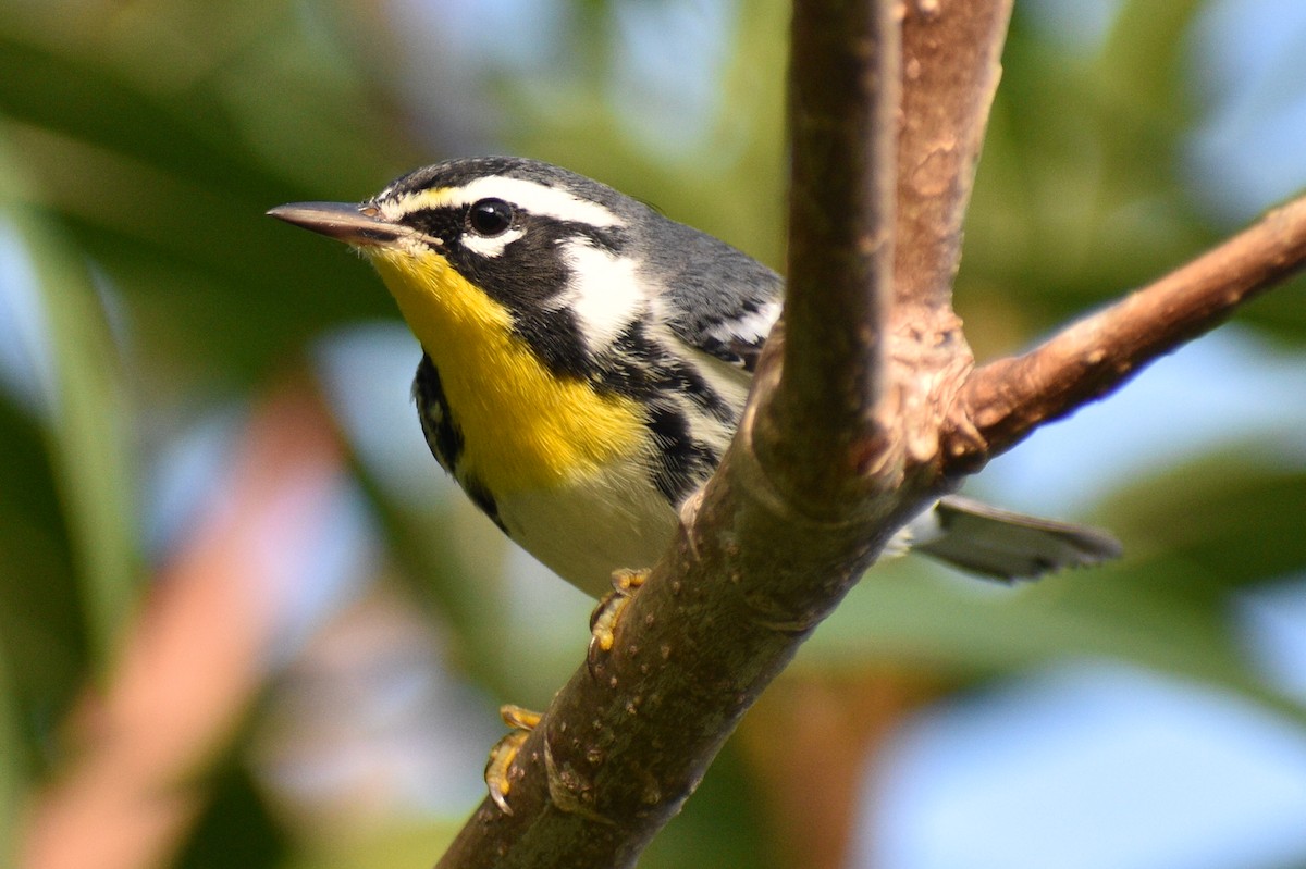 Yellow-throated Warbler - Miguel  Mejias