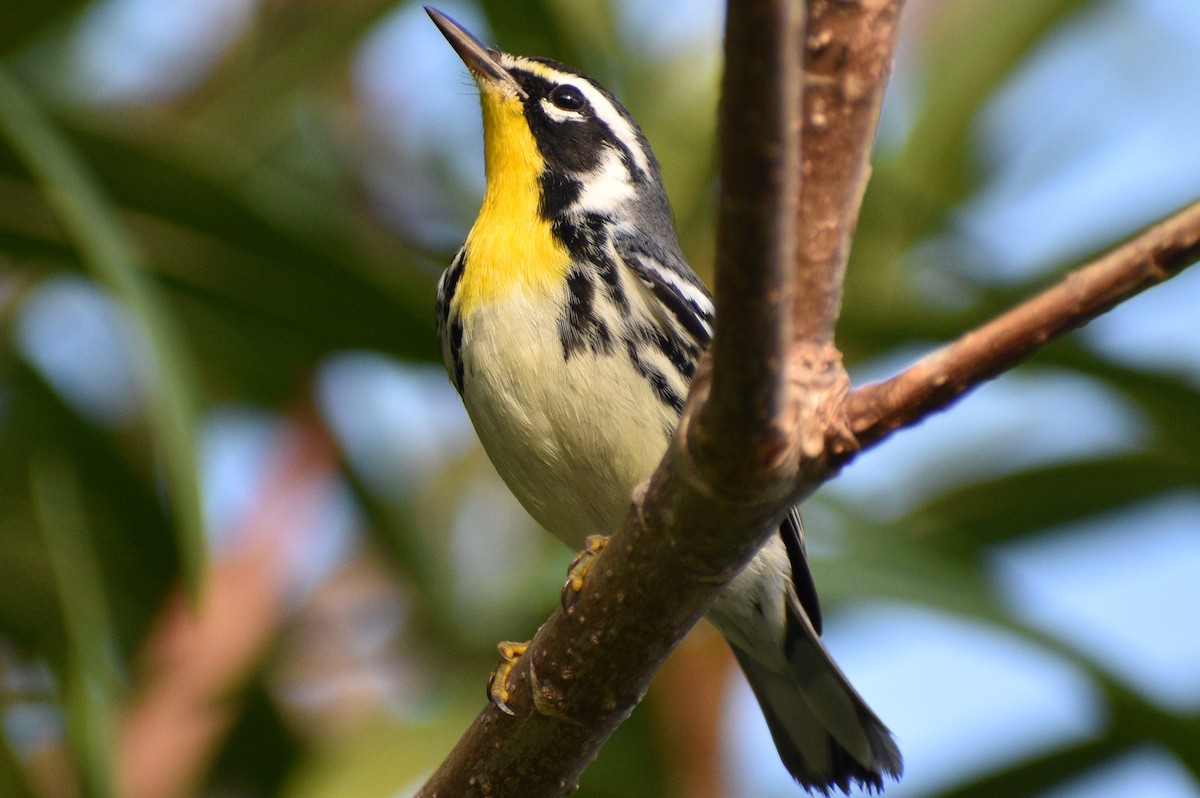 Yellow-throated Warbler - ML397178371