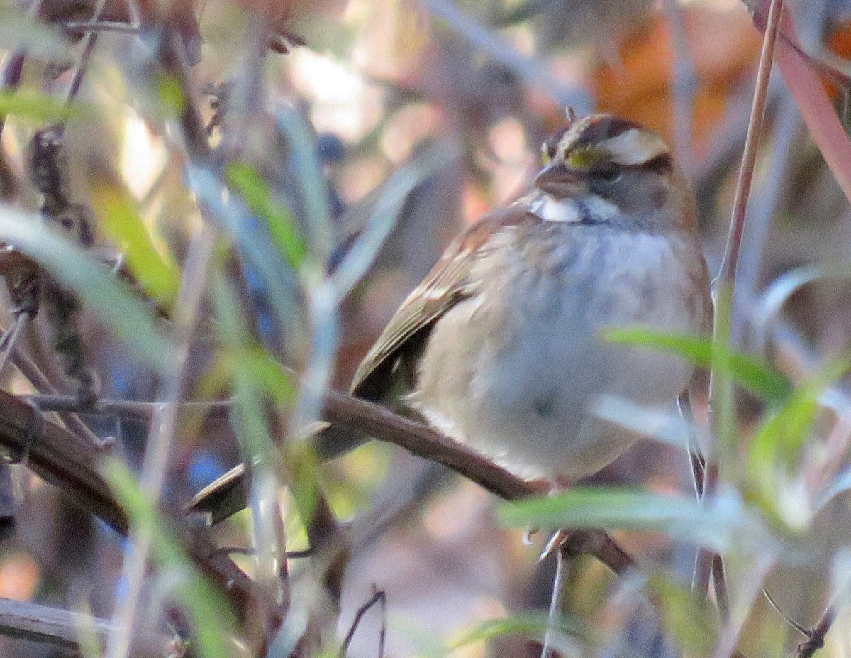 White-throated Sparrow - ML39718041