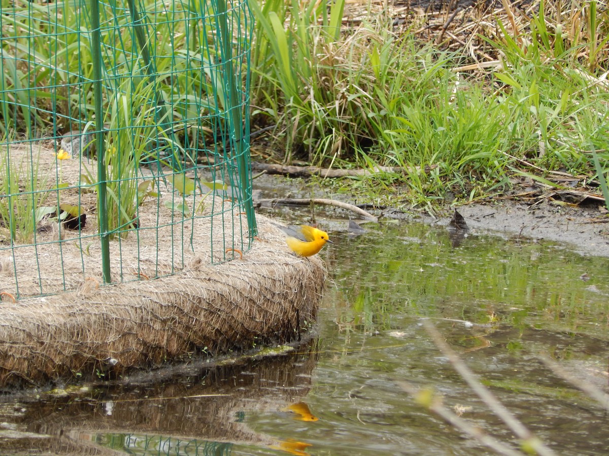 Prothonotary Warbler - Joanne Dial