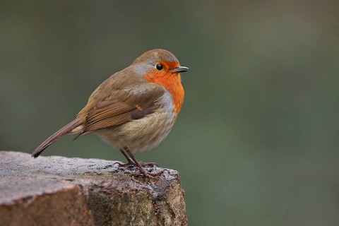 European Robin - eBird