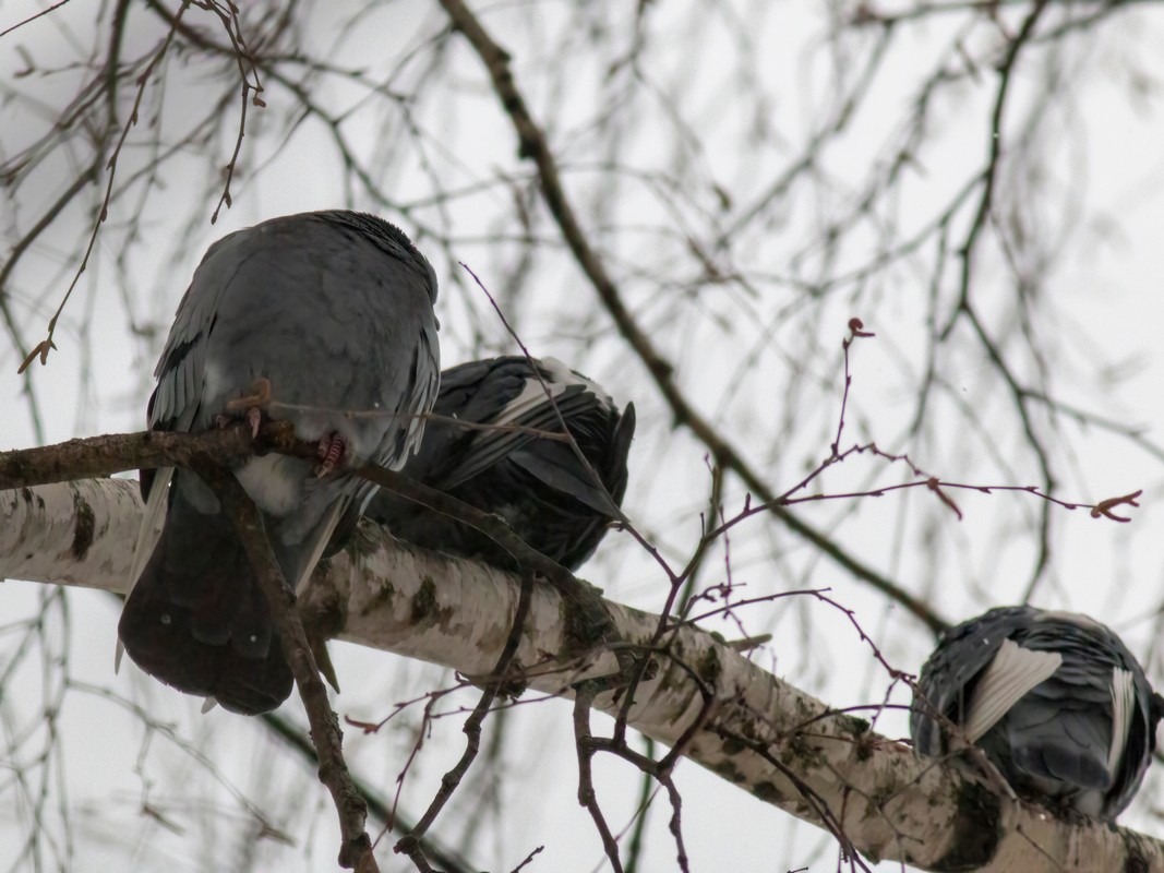 Rock Pigeon (Feral Pigeon) - Stanislav Cherepushkin