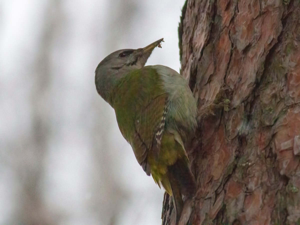 Gray-headed Woodpecker - Stanislav Cherepushkin
