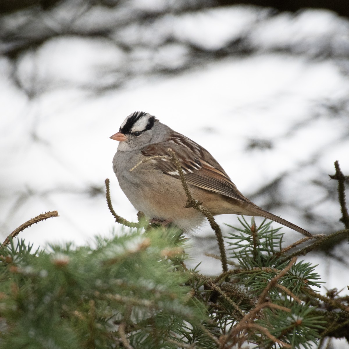 White-crowned Sparrow - ML397192261