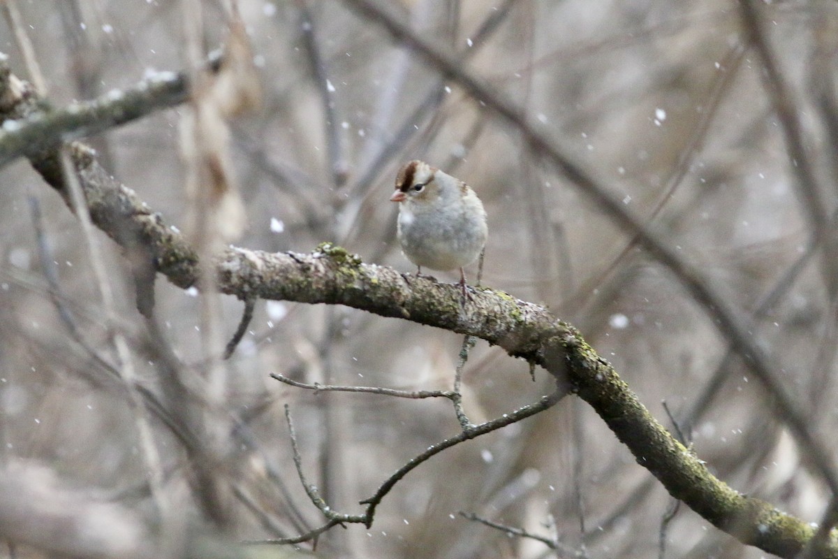 White-crowned Sparrow - ML397194031