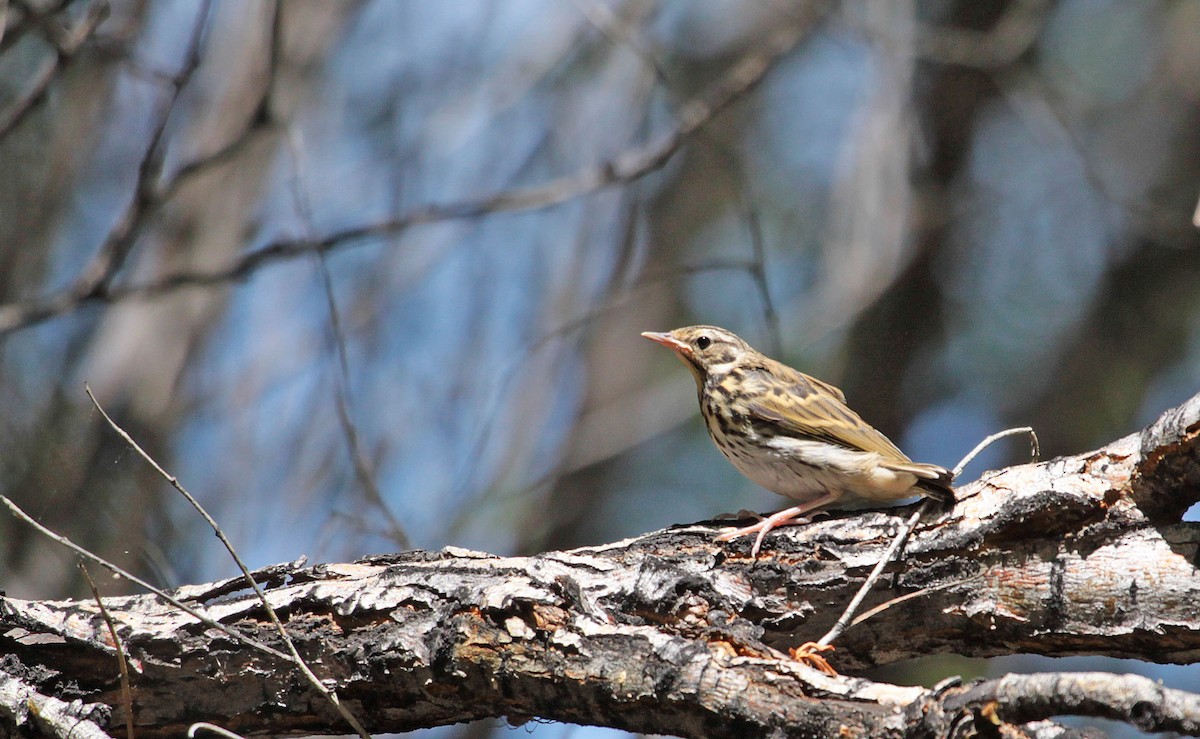Olive-backed Pipit - ML397197361