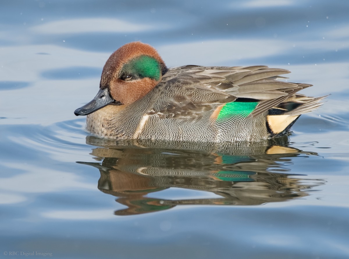 Green-winged Teal - ML397197731
