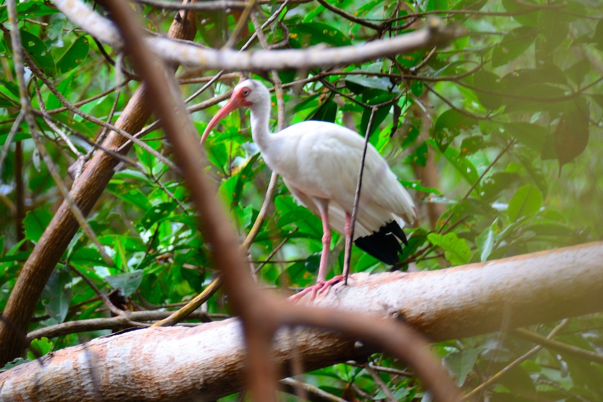 ibis bílý - ML397200331