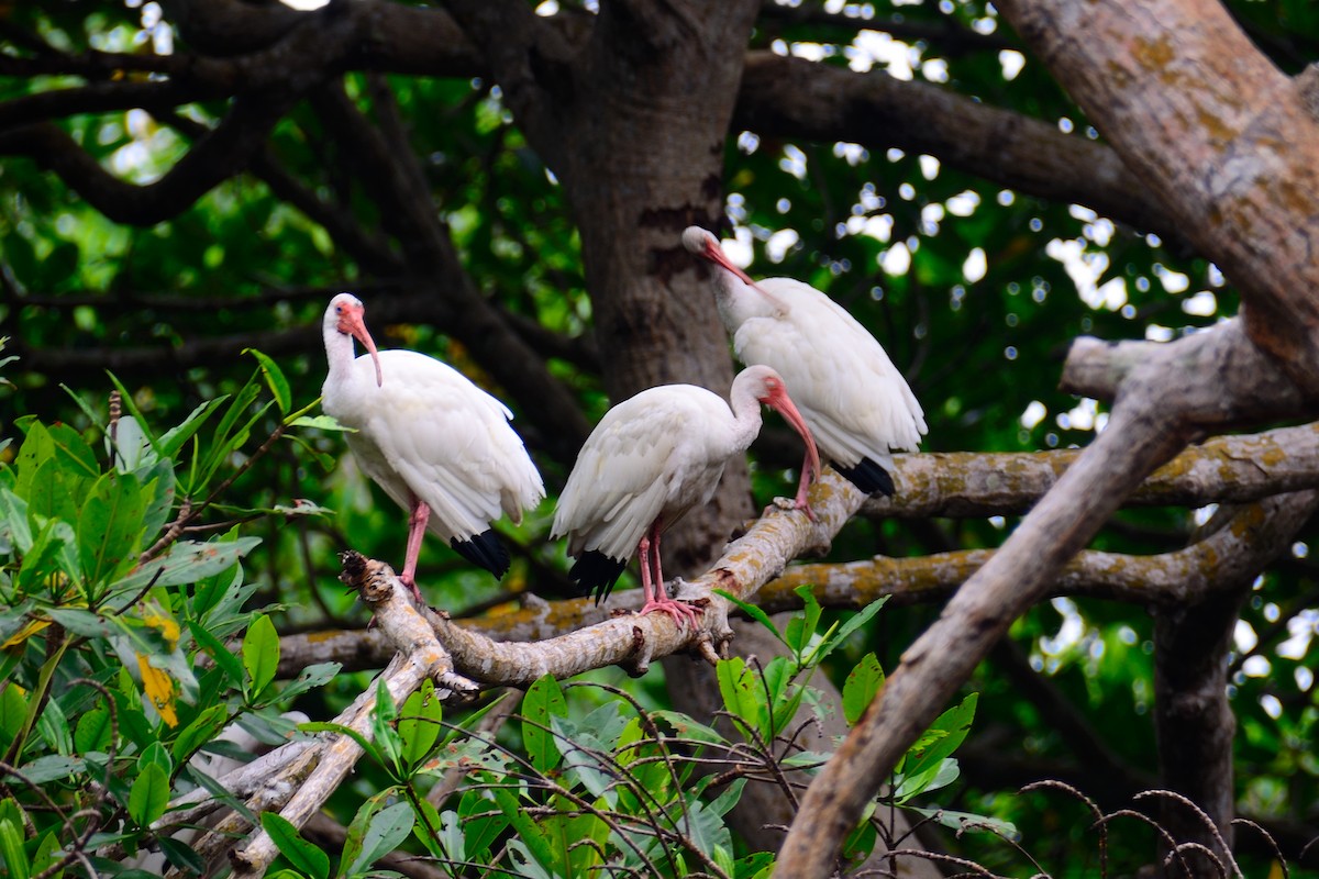ibis bílý - ML397200391