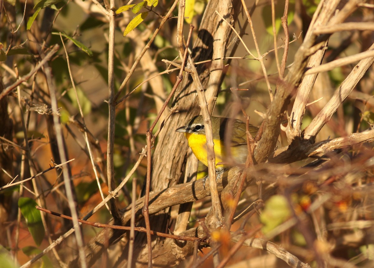 Yellow-breasted Chat - ML39720581