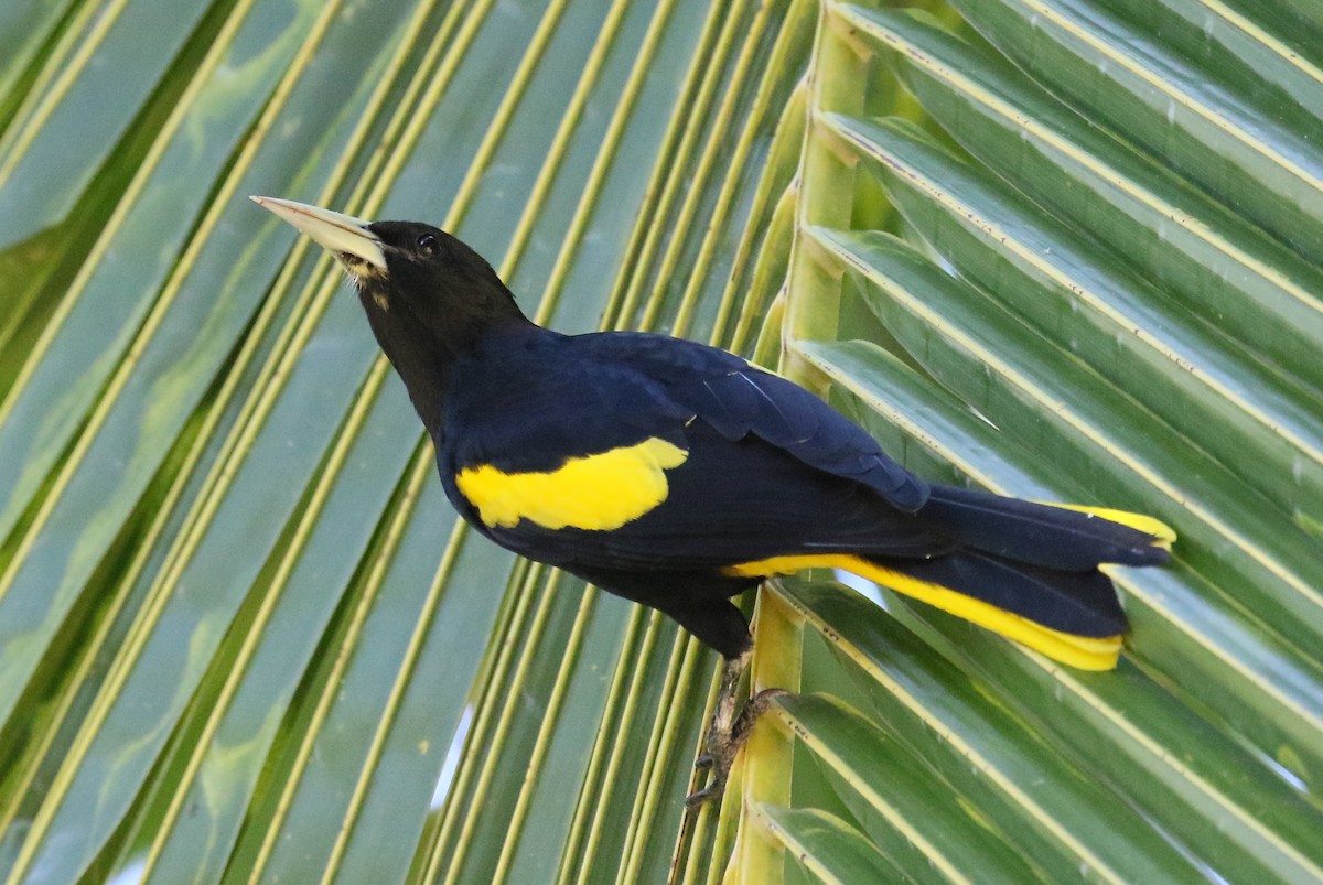 Yellow-winged Cacique - ML397206161