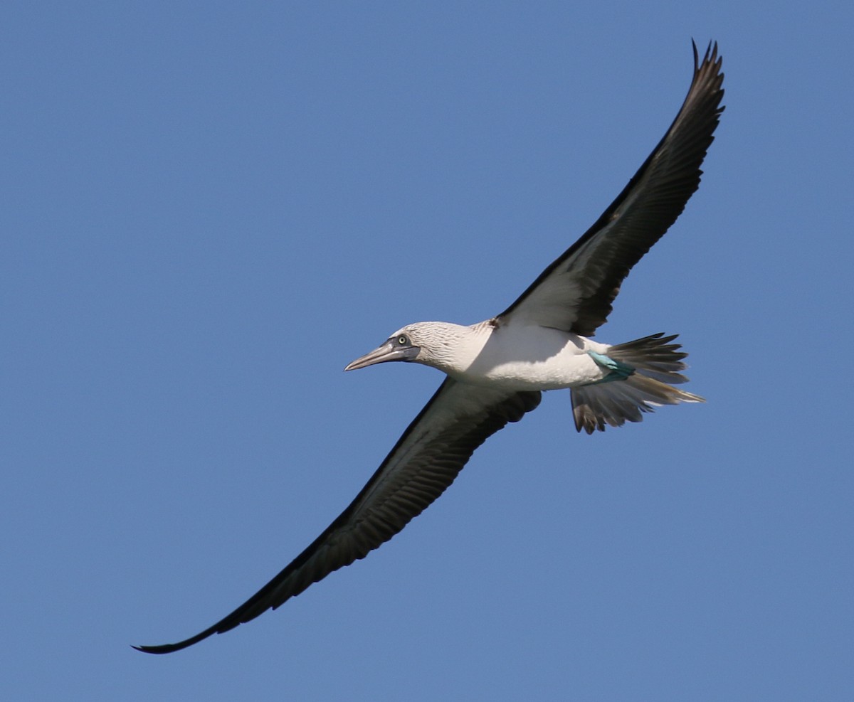 Blue-footed Booby - ML397207721