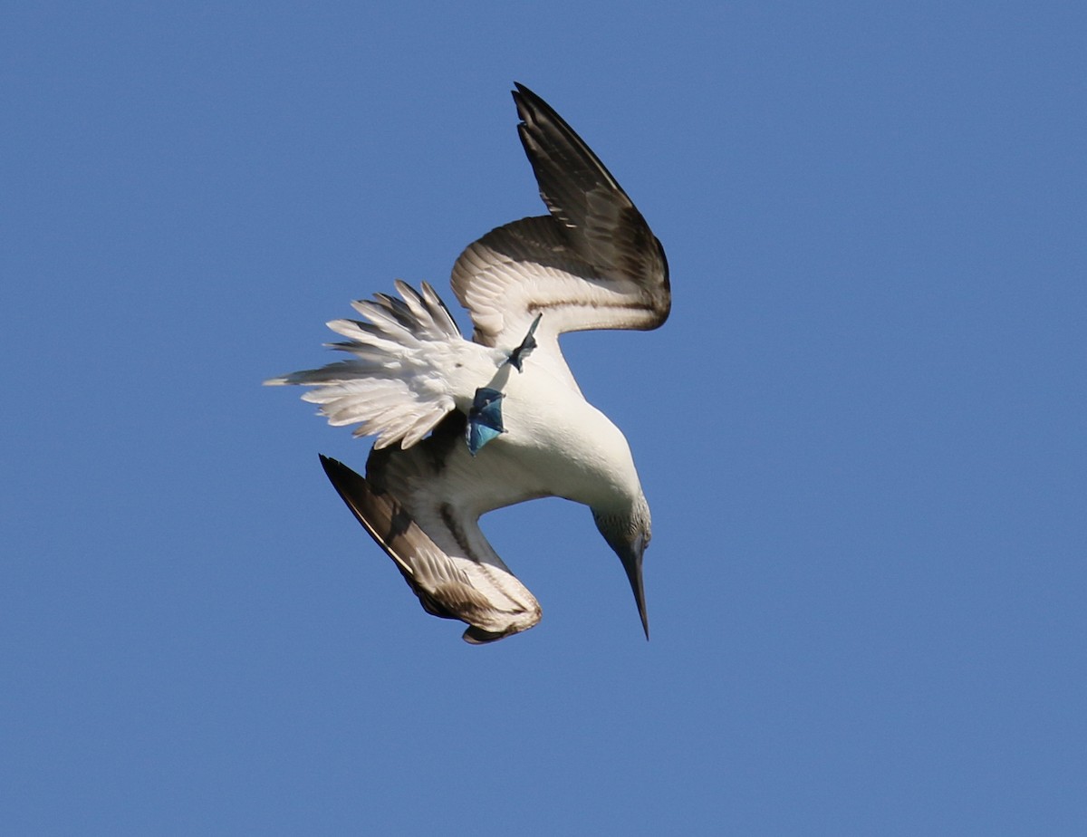 Blue-footed Booby - ML397208261