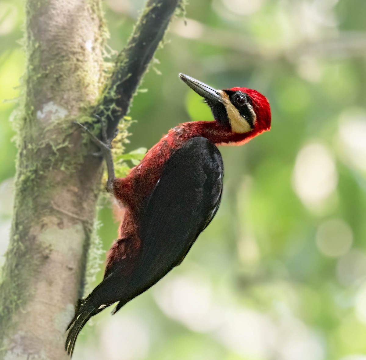 Crimson-bellied Woodpecker - ML397229441
